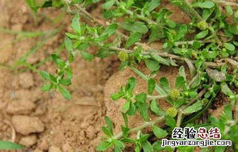 鹅不食草的功效与作用 鹅不食草的功效与作用及食用方法