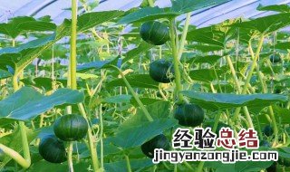 南瓜贝贝怎么吃法 南瓜贝贝怎么吃