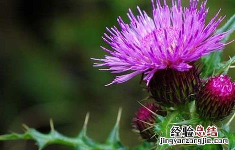 大蓟的功效与作用吃法 大蓟的功效与作用