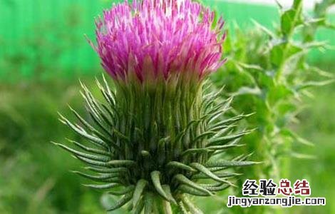 大蓟的功效与作用吃法 大蓟的功效与作用