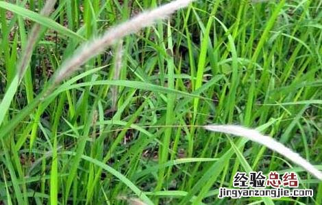 鬼羽箭的功效与作用 鬼羽箭的功效与作用禁忌