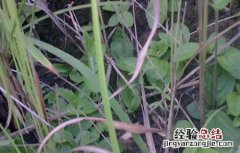 鬼羽箭的功效与作用 鬼羽箭的功效与作用禁忌
