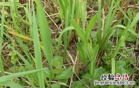 鬼羽箭的功效与作用 鬼羽箭的功效与作用禁忌