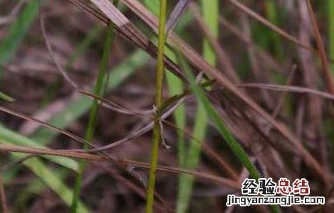 鬼羽箭的功效与作用 鬼羽箭的功效与作用禁忌