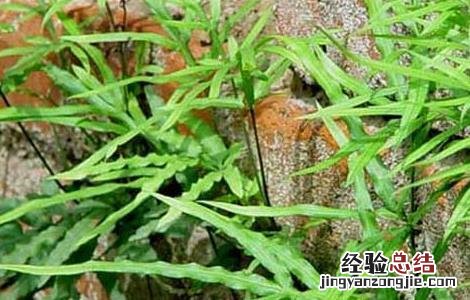 凤尾草的功效与作用 龙头凤尾草的功效与作用