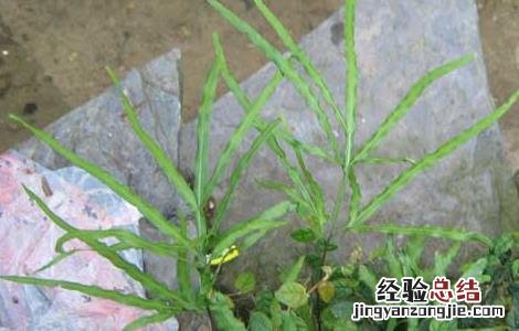 凤尾草的功效与作用 龙头凤尾草的功效与作用