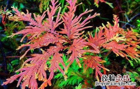 凤尾草的功效与作用 龙头凤尾草的功效与作用