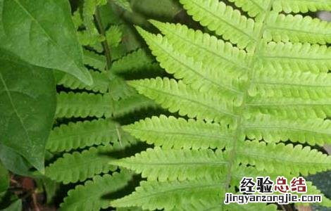 凤尾草的功效与作用 龙头凤尾草的功效与作用