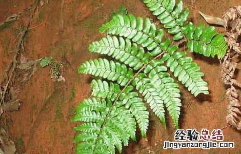 凤尾草的功效与作用 龙头凤尾草的功效与作用