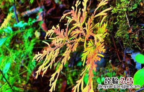 凤尾草的功效与作用 龙头凤尾草的功效与作用