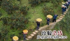 多多果园养分最多是多少 多多果园养分保持多少最好