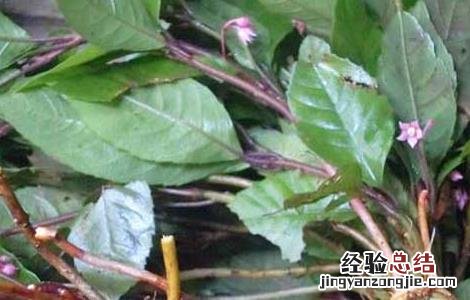 矮地茶的功效与作用别名 矮地茶的功效与作用