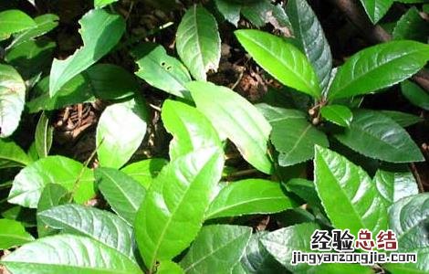 矮地茶的功效与作用别名 矮地茶的功效与作用