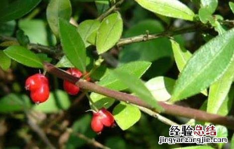矮地茶的功效与作用别名 矮地茶的功效与作用