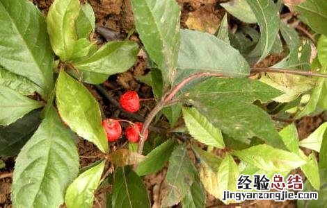 矮地茶的功效与作用别名 矮地茶的功效与作用