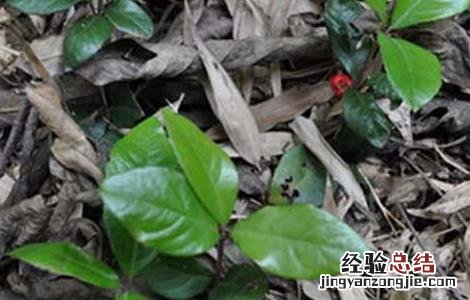 矮地茶的功效与作用别名 矮地茶的功效与作用