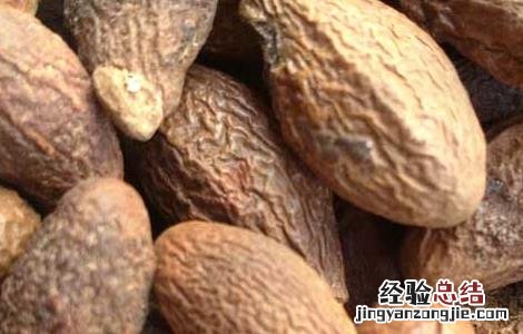 胖大海泡水喝的功效和副作用 胖大海泡水喝的功效
