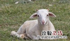 怎么炖羊排好吃又烂不膻气 炖羊排怎么炖好吃又烂不膻气