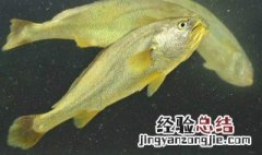 养殖的大黄鱼能不能运活鲜 养殖的大黄鱼能不能运活鲜虾