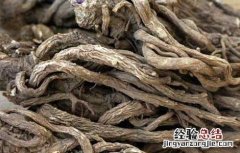 野当归的功效与作用及禁忌 野当归的功效与作用