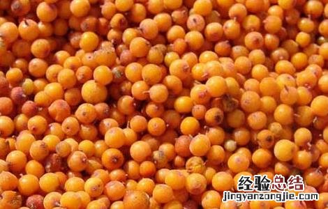 沙棘能治疗皮肤病吗 沙棘能治皮肤病吗