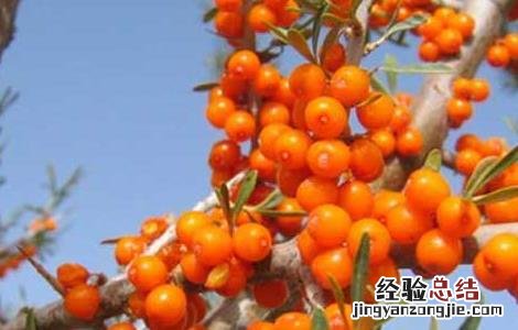 沙棘能治疗皮肤病吗 沙棘能治皮肤病吗