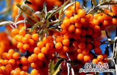 沙棘能治疗皮肤病吗 沙棘能治皮肤病吗