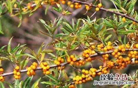 沙棘能治疗皮肤病吗 沙棘能治皮肤病吗