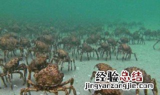 帝王蟹和杀人蟹哪个大 杀人蟹大