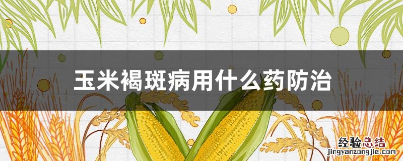 玉米褐斑病用什么药防治最好 玉米褐斑病用什么药防治