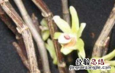 马鞭石斛的功效与作用图片 马鞭石斛的功效与作用