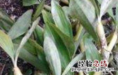 马鞭石斛的功效与作用图片 马鞭石斛的功效与作用