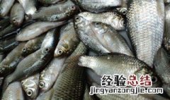 气压多低不适合钓鱼 气压较低时如何钓鱼