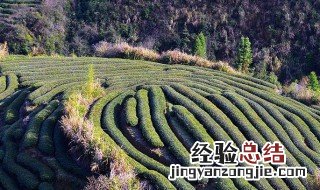 护林员个人总结怎么写范文 护林员个人总结怎么写