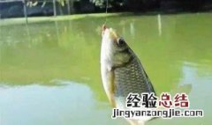 鱼漂在水里不站起来是怎么回事? 鱼漂在水里不站起来是怎么回事儿