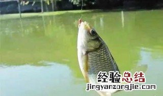 鱼漂在水里不站起来是怎么回事? 鱼漂在水里不站起来是怎么回事儿