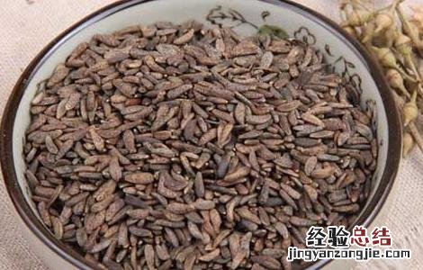 牛蒡子的功效与作用的功能与主治与用量 牛蒡子的功效与作用