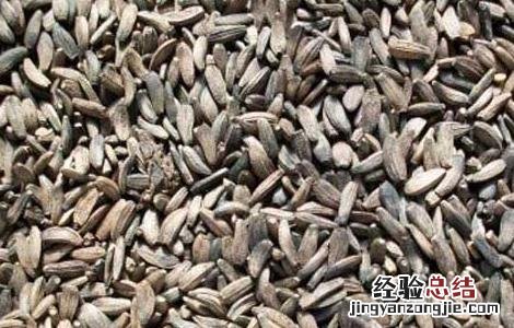 牛蒡子的功效与作用的功能与主治与用量 牛蒡子的功效与作用