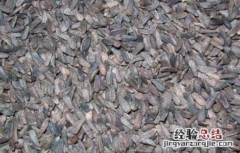 牛蒡子的功效与作用的功能与主治与用量 牛蒡子的功效与作用