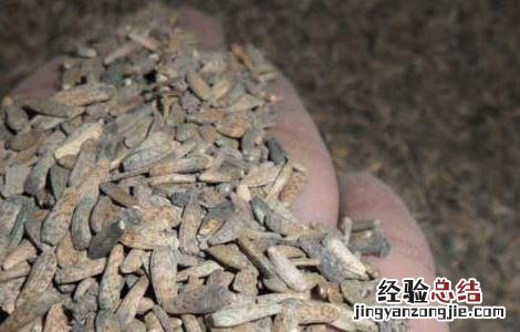 牛蒡子的功效与作用的功能与主治与用量 牛蒡子的功效与作用