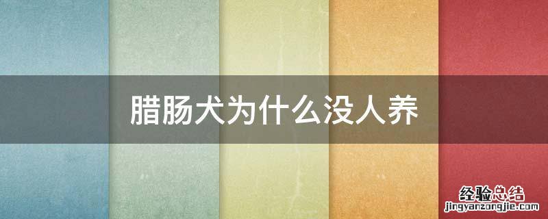 腊肠犬为什么没人养 为啥养腊肠犬的越来越少