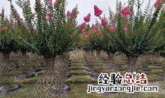 紫薇花瓶养护管理方法 紫薇花瓶盆景