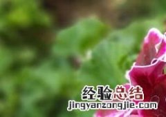 天竺葵的养殖方法和注意事项养殖日记 天竺葵的养殖方法