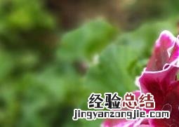 天竺葵的养殖方法和注意事项养殖日记 天竺葵的养殖方法