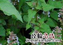 荆芥的栽培技术和注意事项 荆芥的栽培技术和注意事项视频