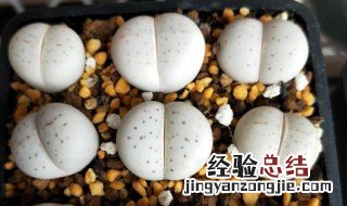 大白生石花蜕皮怎么养护 大白生石花蜕皮怎么养护和管理