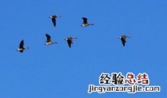 雁南飞表示什么季节的 雁南飞是什么时候秋天还是冬天