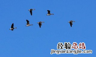 雁南飞表示什么季节的 雁南飞是什么时候秋天还是冬天