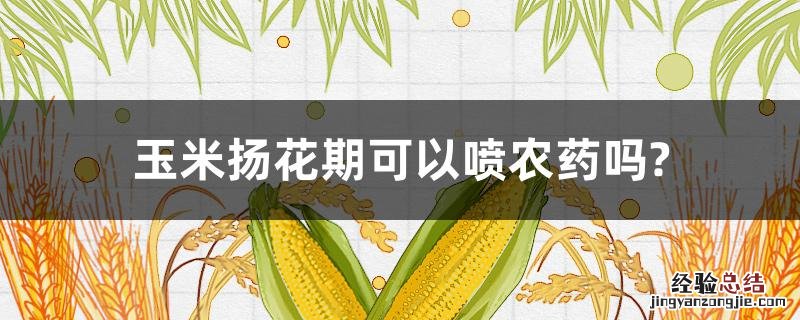 玉米扬花期可以喷农药吗? 玉米在扬花期可以打虫药!叶面肥吗?