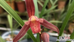 小桃红兰花的花期 小桃红兰花的花期是几月